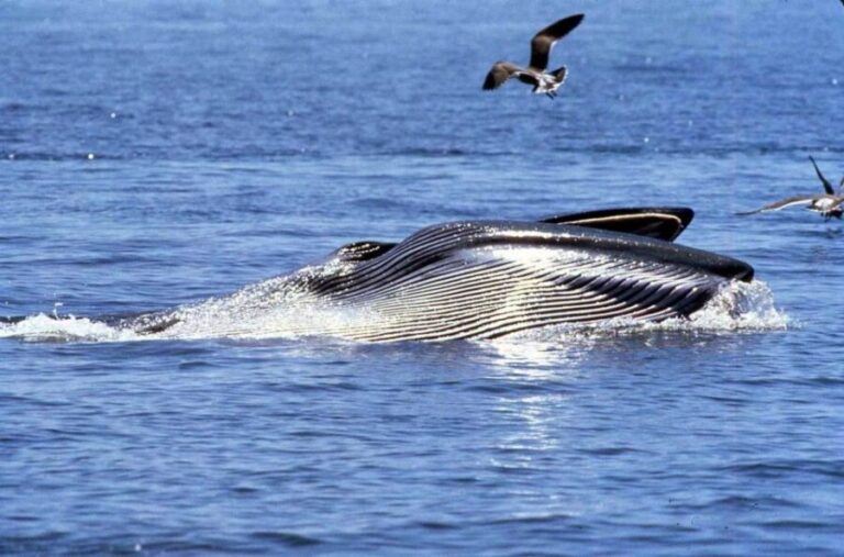Gansbaai and Big 5 Sea Safari Full-Day Tour from Cape Town - Authentic Experiences and Real-World Feedback