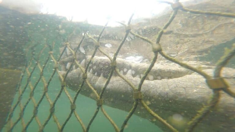 GANSBAAI: Shark and Crocodile Diving Combo - Post-Shark Excursion: Relax and Refresh