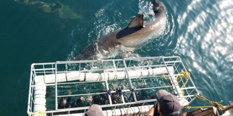 Gansbaai: Shark Dive & Whale Watching Combo Boat Trip - Who Will Enjoy This Tour?