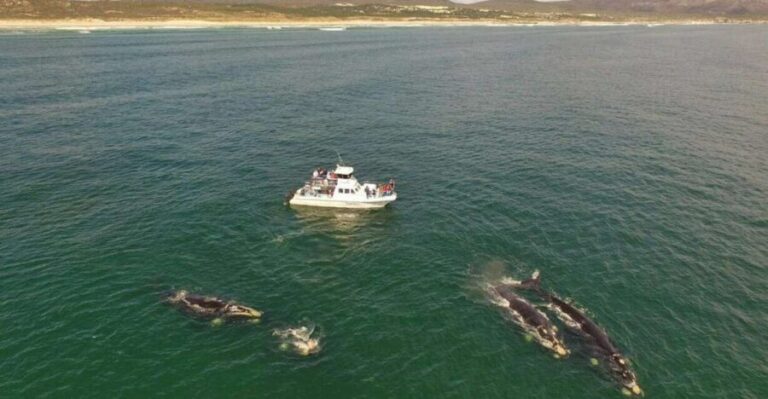 Gansbaai: Whale Watching Trip by Boat - Final Thoughts: Is It Worth It?