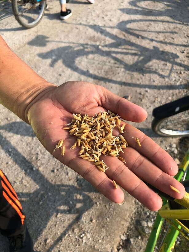 George Town: Balik Pulau Countryside Morning Cycling Tour - Authentic Feedback from Travelers