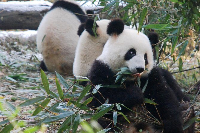 Giant Panda and Buddha 1 day tour - The Itinerary: A Deep Dive