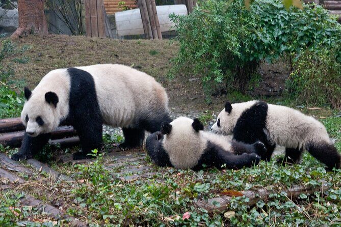 Giant Panda and Leshan Buddha Day Trip from Chengdu - Practical Details and What to Expect