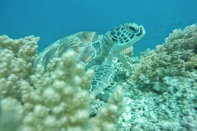 Gili Trawangan,Gili Meno& Gili Air Island:Snorkeling Day Trip Depart from Lombok - FAQ