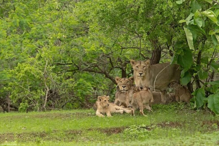 Gir National Park: Kankai Temple Safari with Hotel Pickup - In-Depth Review: What to Expect on This Tour