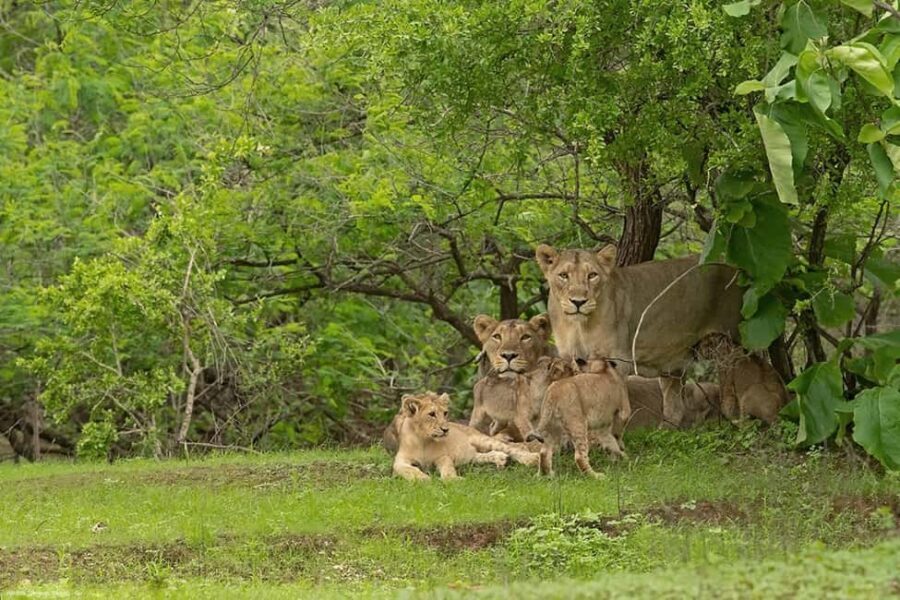 Gir National Park: Kankai Temple Safari with Hotel Pickup - In-Depth Review: What to Expect on This Tour