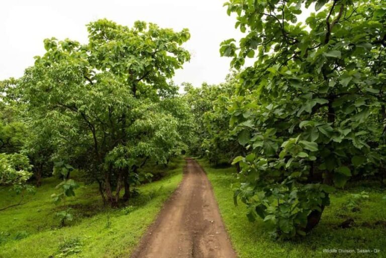 Gir National Park: Official Lion Safari with Hotel Pickup - What to Expect During Your Safari
