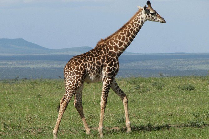Giraffe Center and David Sheldrick Elephant Orphanage Day Tour from Nairobi - The Sum Up: Is It Worth It?