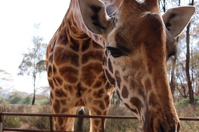 Giraffe Center and David Sheldrick Elephant Orphanage Tour - Who Will Enjoy This Tour?