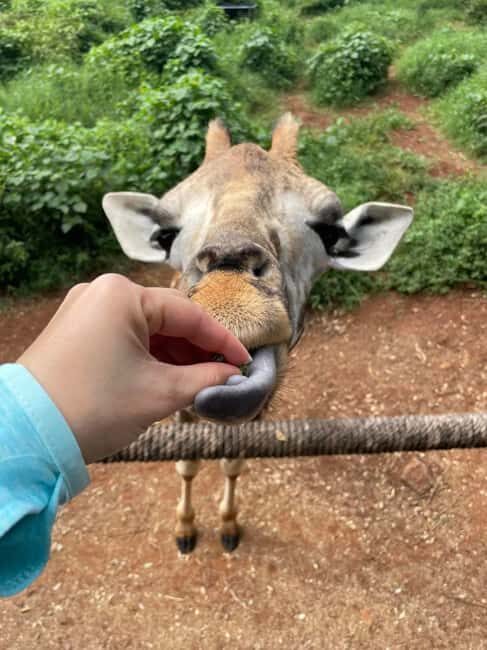 Giraffe Center, Elephant Orphanage And Bomas Of Kenya Visit - Final Thoughts: Who Will Love This Tour?