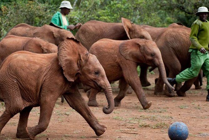 Giraffe Center, Elephant Orphanage and Nairobi National Park Day Tour Nairobi - Who Should Consider This Tour?