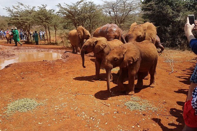 Giraffe Center & Elephant Orphanage Guided Day Tour From Nairobi - What Do Visitors Say?