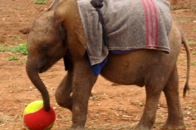 Giraffe Center & Elephant Orphanage Guided Day Tour - Detailed Review of the Giraffe Center & Elephant Orphanage Tour