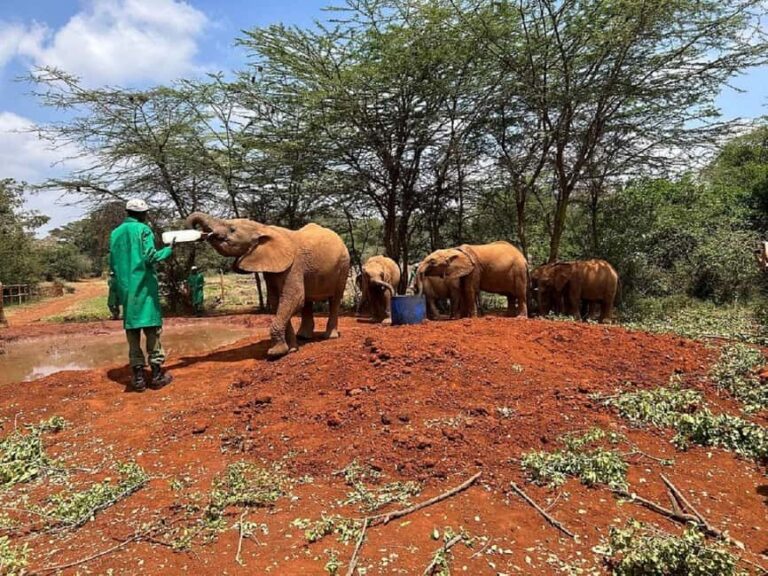 Giraffe Center, Elephant Orphanage, & Kazuri Beads Tour - A Close Look at the Tour Itself