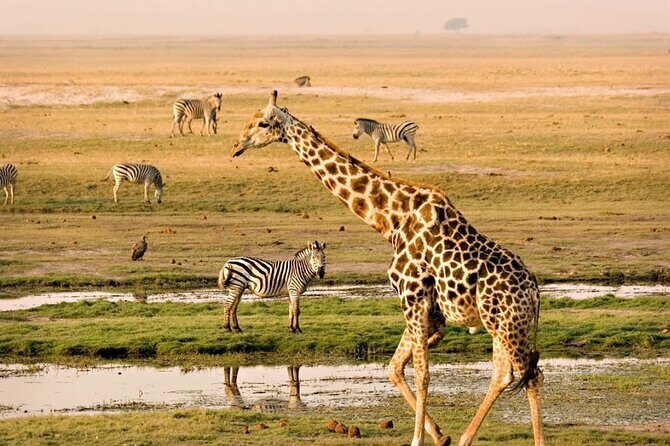 Giraffe Center Guided Tour in Nairobi - In-Depth Breakdown of the Itinerary