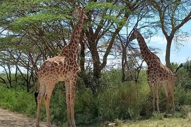 Giraffe Centre and Bomas of Kenya from Nairobi - Who Will Love This Tour?