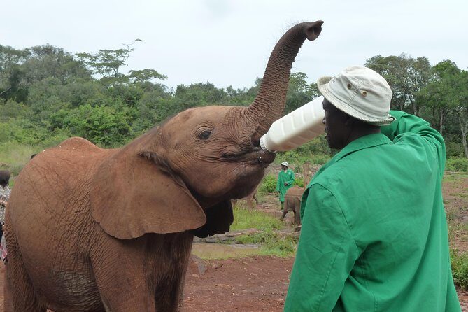 Giraffe Centre, Elephant Orphanage, National Museum & Beads Center - Practical Considerations and What You Should Know