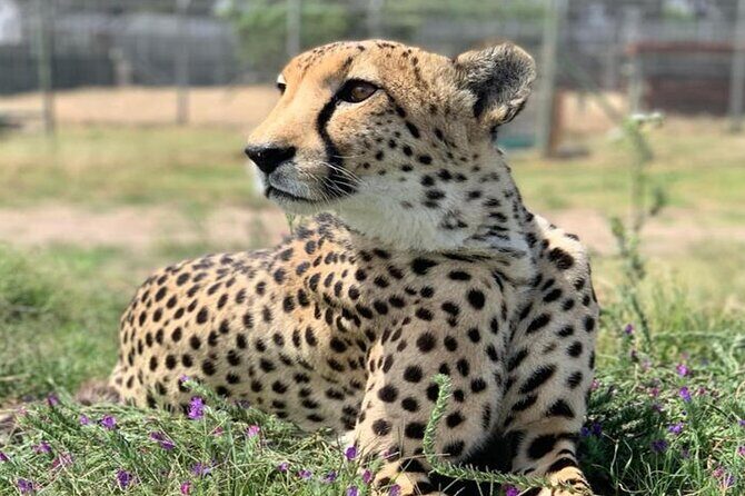 Giraffe Encounter and Cheetah Outreach with Wine Tasting - The Sum Up: Who Should Consider This Tour?