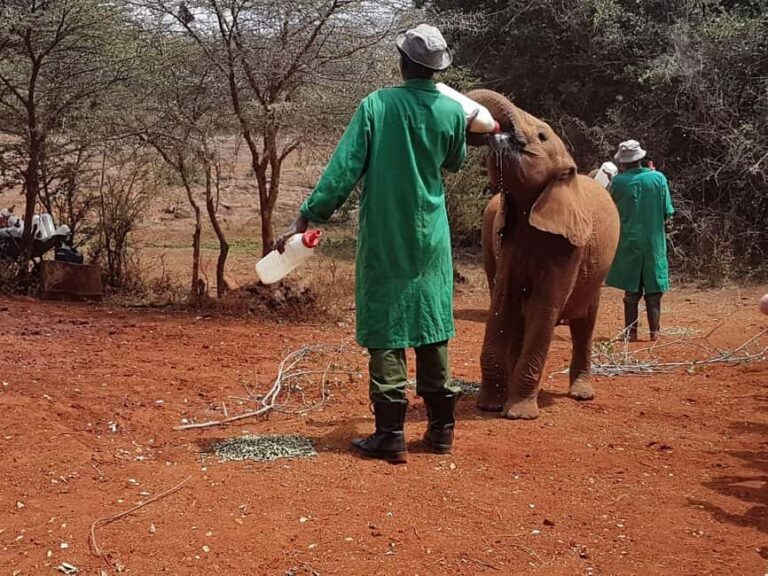 Giraffes, Elephant Orphanage, Beads, Bomas &Carnivore Dinner - Final Thoughts: Who Should Take This Tour?