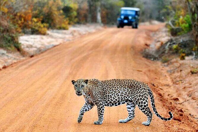 GO WILD! Double Safari Day Trip (Yala & Udawalawe) - Private & All Inclusive - Practical Details and What They Mean for You