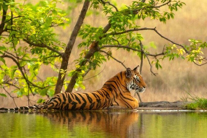 Golden Triangle Tour With Ranthambore - The Marvel of Agra and the Taj Mahal