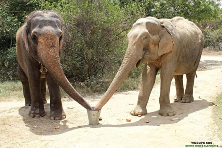 Golden Triangle with SOS Sanctuary Tour from Delhi: 4- Days - Key Points