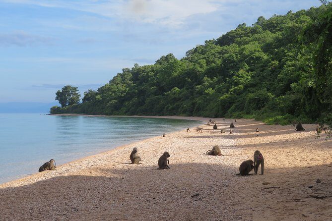 Gombe National Park Chimpanzee Trekking