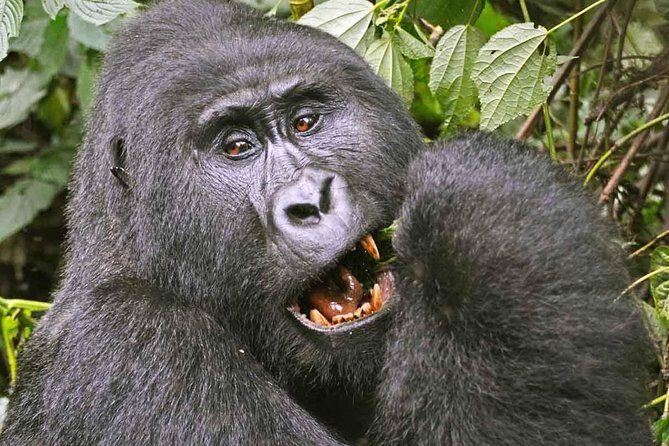 Gorilla Safari Holiday - The Overall Value of the Tour