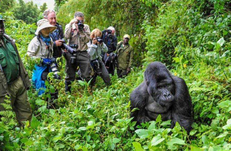 Gorilla Trekking Day Tour with Lunch - Transportation & Group Dynamics