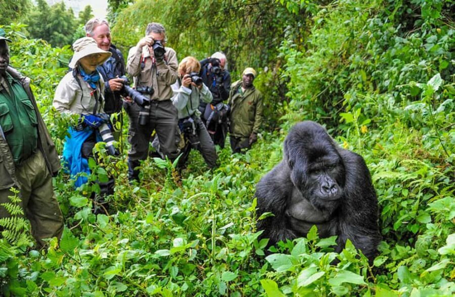 Gorilla Trekking Day Tour with Lunch - Transportation & Group Dynamics