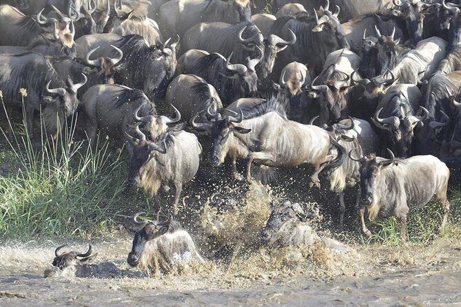 Great Migration Safari In Tanzania - Value for Money