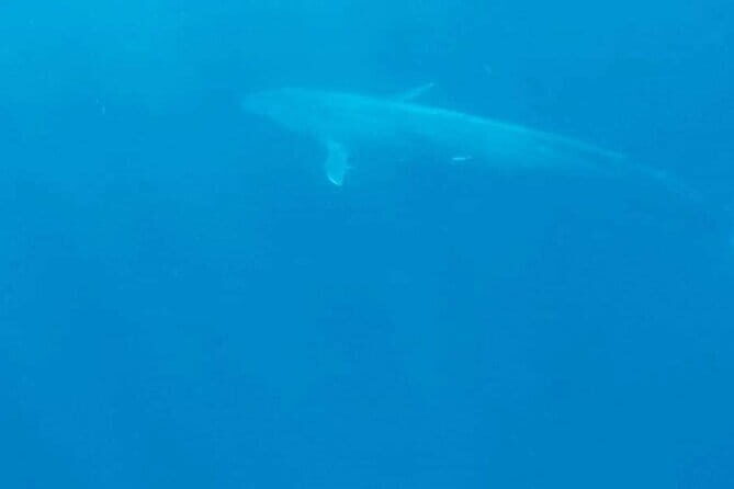 Great Whales Education Programe Dolphins and Whales are in SL - The Itinerary and Content Breakdown