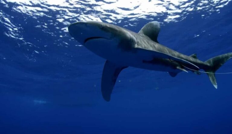 Great White Shark DivinG - Why This Tour Offers Great Value
