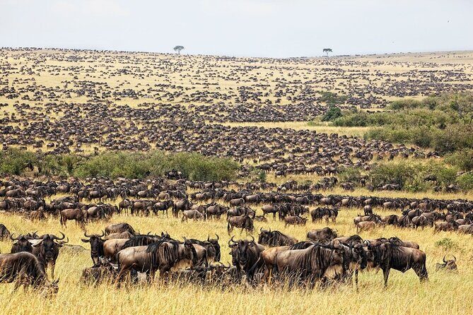 Great Wildebeest Migration Safari in Masai Mara - Transport, Price, and Value
