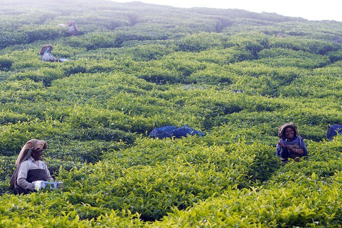 Green Magic Day Tour to Munnar - Exploring Munnar’s Tea Gardens