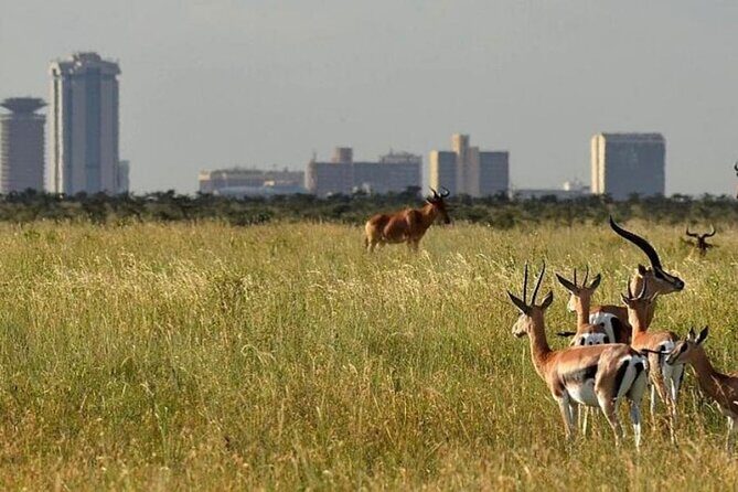 Group Joining Nairobi National Park and Giraffe Center - What’s Included and What’s Not