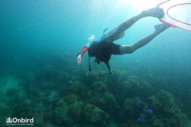 [GROUP] SCUBA DIVING for Certified Divers in Phu Quoc Island - Final Thoughts: Who Should Consider This Dive Tour?
