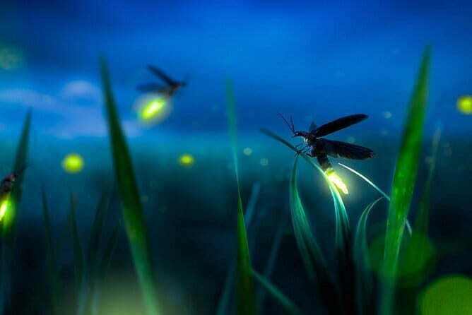 Group Tour: Kuala Selangor Firefly Blinking's including Dinner - Why the Tour Offers Great Value