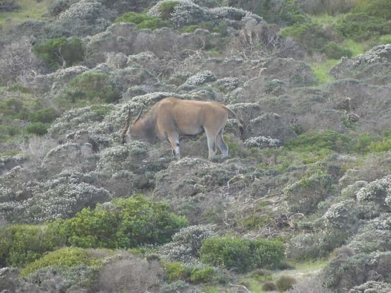 Group Tour of Cape of Good Hope and Boulders Beach Penguins - The Reviews Speak for Themselves