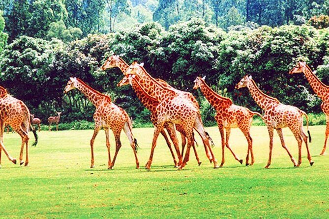 Guangzhou Chimelong Safari Park Private Guided Tour - Authentic Experiences and Real Traveler Feedback