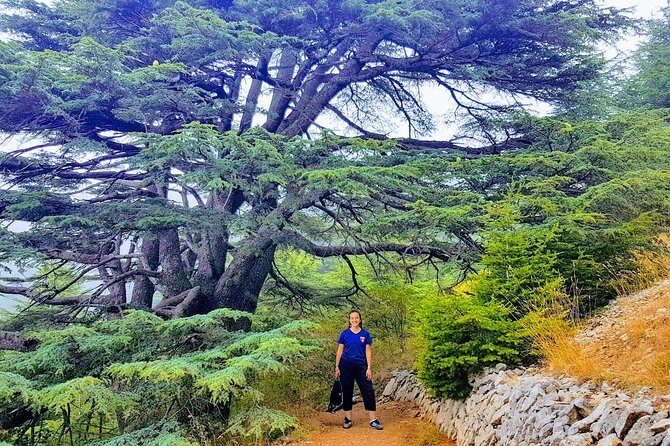 Guided Full-Day Private Trip to Cedars, Baalbek and Chateau Ksara - Hiking Among Lebanon’s Cedars at Maasser el Chouf