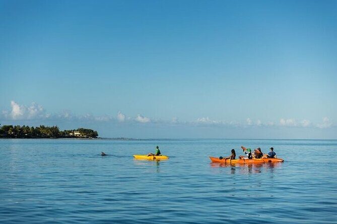 Guided Kayak 2 Hours Activity with Dolphins - FAQs