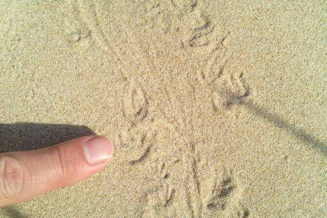 Guided Marine Walk: - Sardinia Bay (Marine Protected Area) - 2 hours - Why This Tour Is Worth Considering