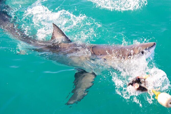 Guided Shark Cage Diving with Hookah Air Supply in Gansbaai - Who Will Love This Tour?