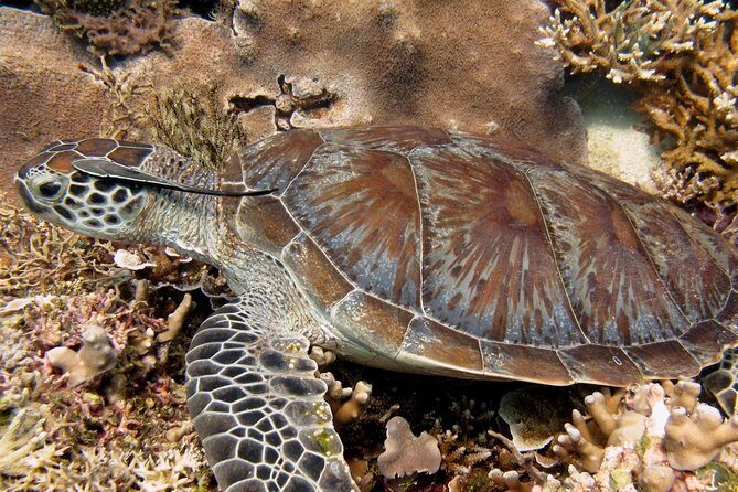 Guided Snorkeling Day Trip, Kota Kinabalu, Sabah, Malaysia - What Makes This Tour Stand Out?