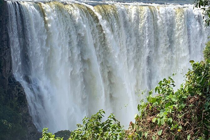 Guided Tour of the Falls Rainforest - Why This Tour Excels