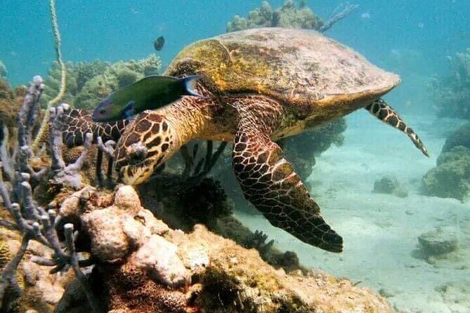 Guided tour of the Nosy Komba and Nosy Tanikely Islands - Authenticity and Value