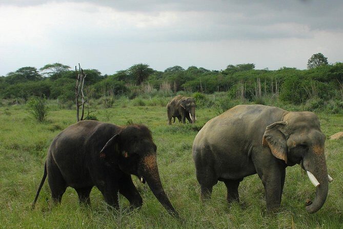 Guided Tour To Tajmahal & Wildlife SOS with Transports From Delhi - Authentic Experiences & Practical Tips