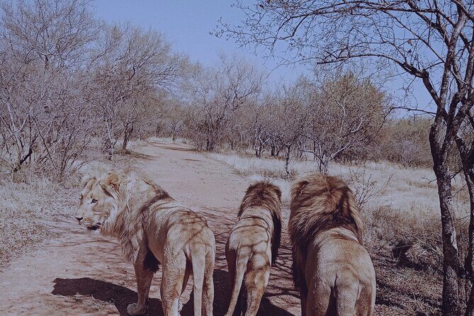 Guided Walking with Lions Bush-walk Tour - Authentic Experiences and Traveler Feedback