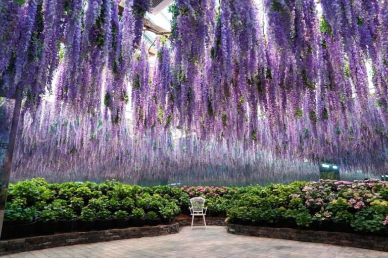 Gyeonggi: Gaypeong Begonia Bird Park Entry Ticket - Final Thoughts: Why This Is a Solid Choice